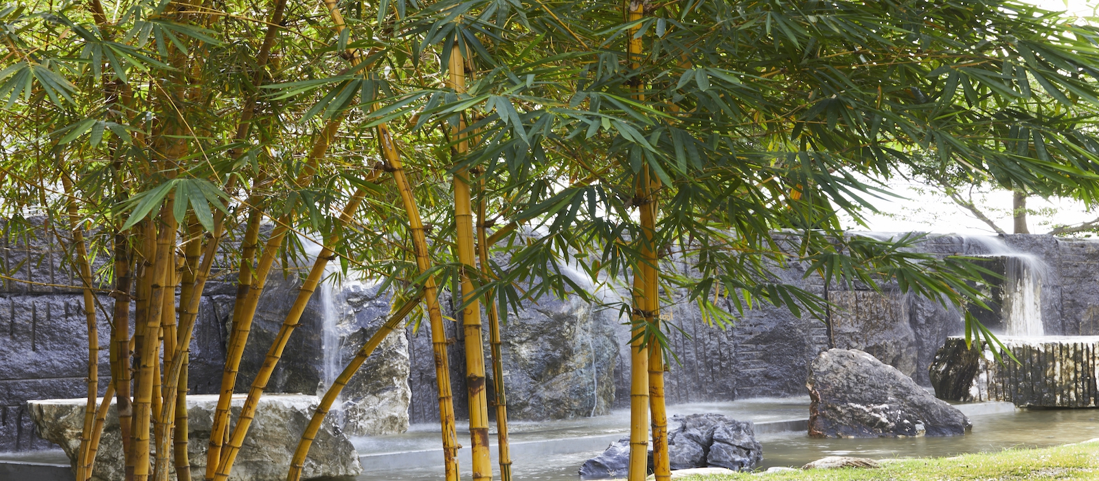 Golden stone bamboo waterfall＆HERB